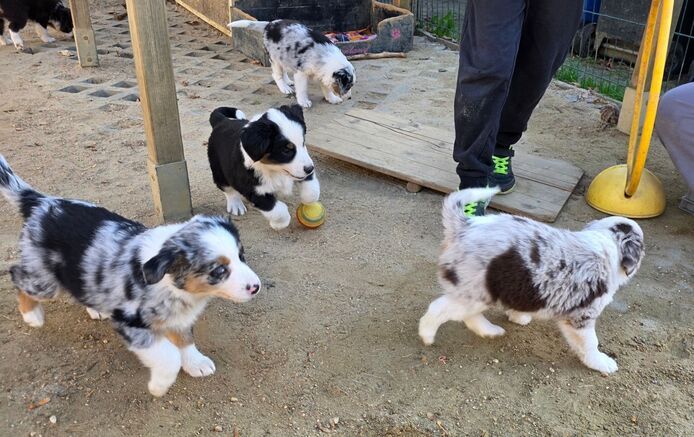 Niedliche Australian Shepherd Welpen suchen ein neues Zuhause.