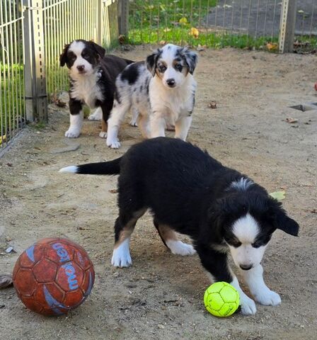 Niedliche Australian Shepherd Welpen suchen ein neues Zuhause.