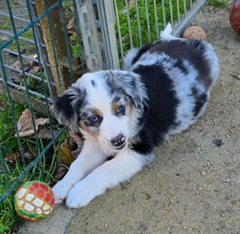 Niedliche Australian Shepherd Welpen suchen ein neues Zuhause.