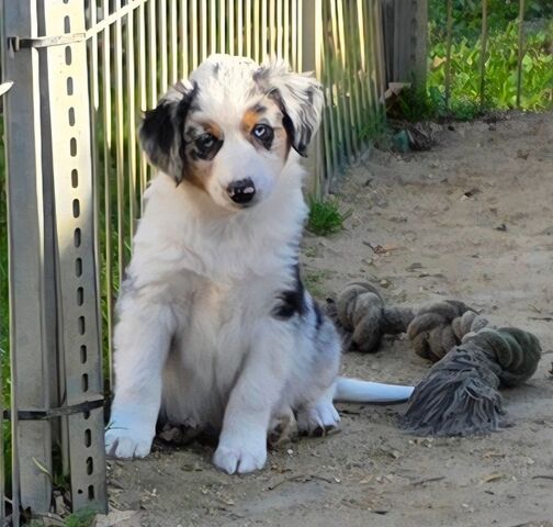Niedliche Australian Shepherd Welpen suchen ein neues Zuhause.