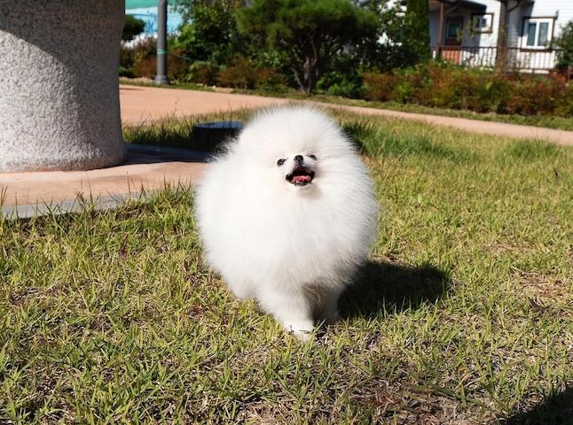 Pomeranian Spitz Welpen