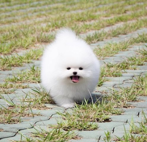 Pomeranian Spitz
