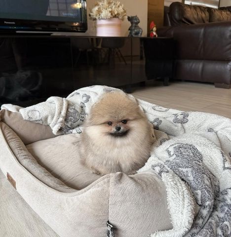 Hallo Pomeranian Welpen