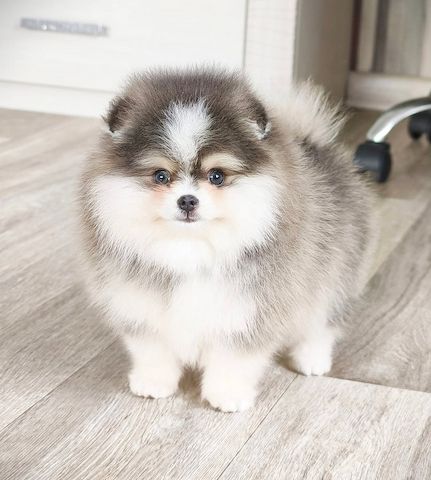 Mini-Zwergspitz-Pomeranian