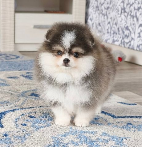 Mini-Zwergspitz-Pomeranian