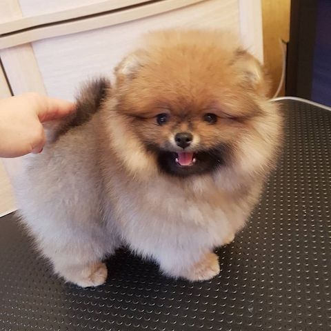 Pomeranian Spitz Welpen