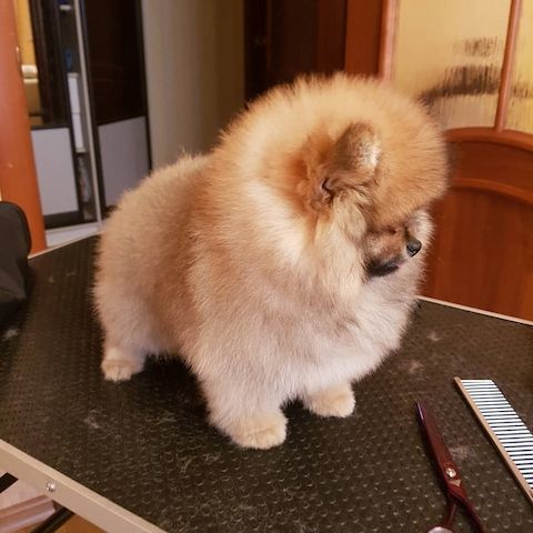 Pomeranian Spitz Welpen