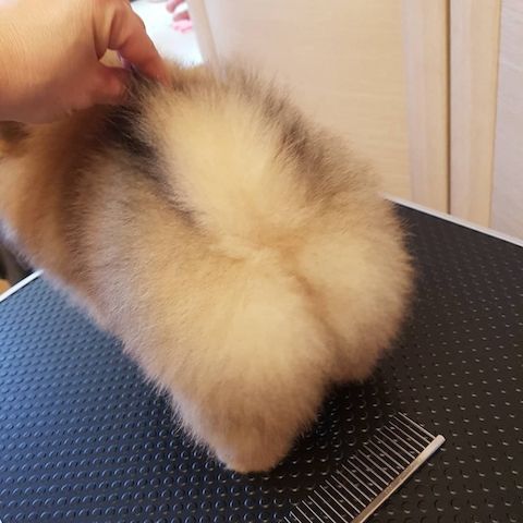 Pomeranian Spitz Welpen