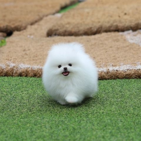 Wunderschöne Pomeranian-Welpen zu verkaufen.