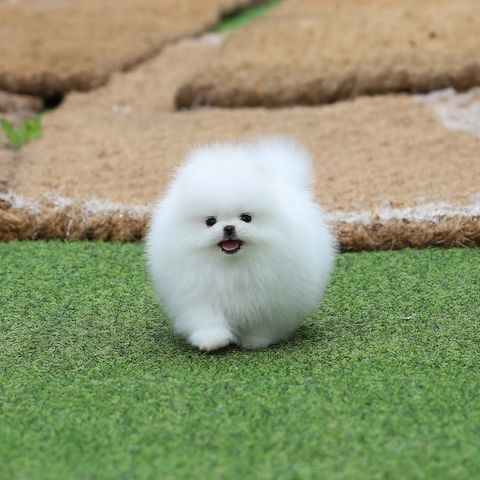 Wunderschöne Pomeranian-Welpen zu verkaufen.