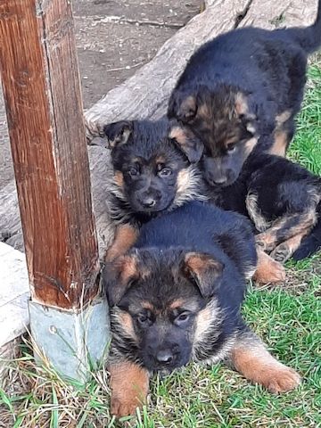 DSH-Welpen mit Papieren