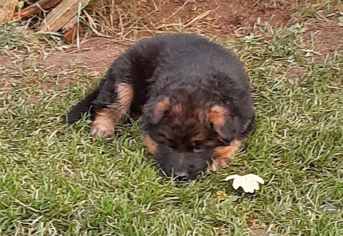 DSH-Welpen mit Papieren