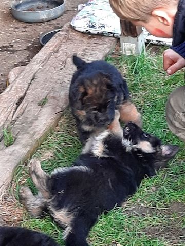 DSH-Welpen mit Papieren