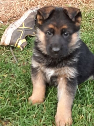 DSH-Welpen mit Papieren