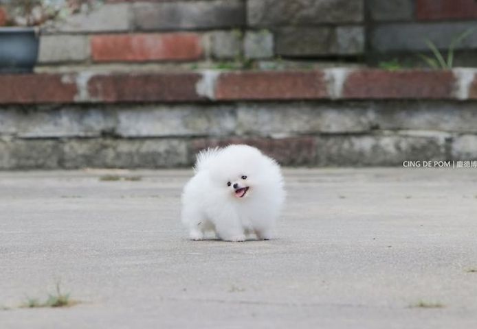 Pomeranian-Welpen-zu-verkaufen
