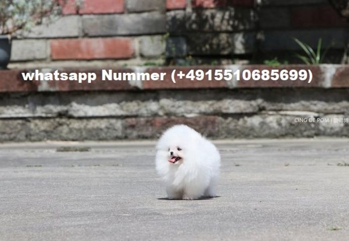 Pomeranian-Welpen-zu-verkaufen