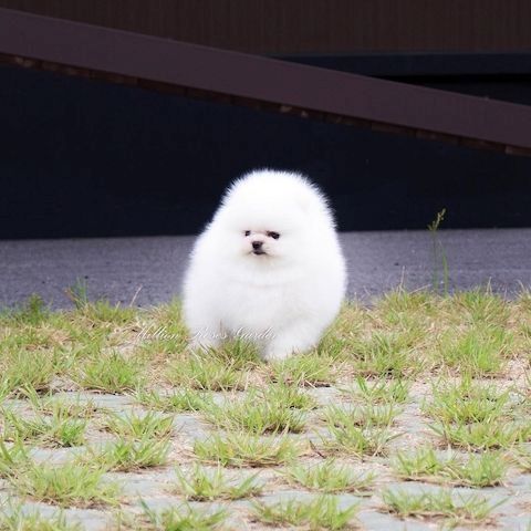 Pomeranian Spitz Welpen