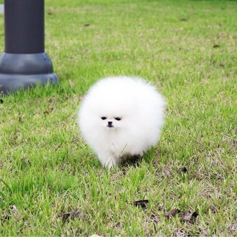 Pomeranian Spitz Welpen