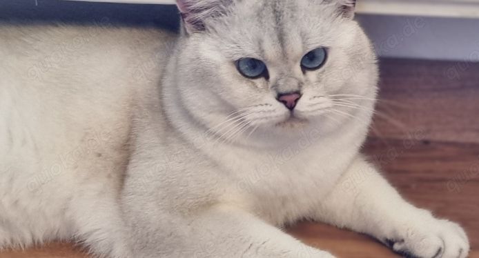 Deckkater Stammbaum blauen Augen BKH Farbe seal-silver-shaded-point ns 11-33