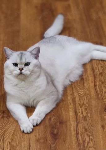 Deckkater Stammbaum blauen Augen BKH Farbe seal-silver-shaded-point ns 11-33