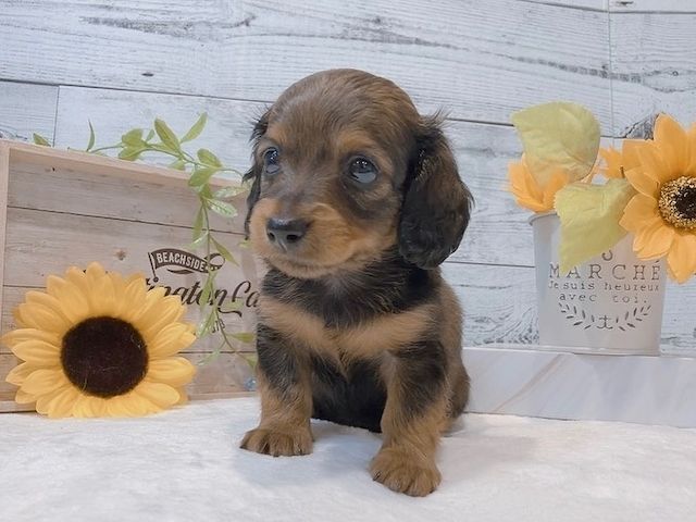 Dackelwelpe zur Adoption