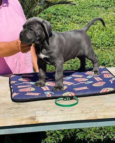 Cane Corso Welpen