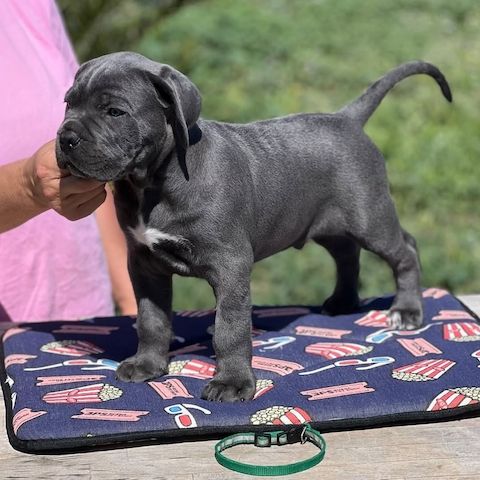 Cane Corso Welpen