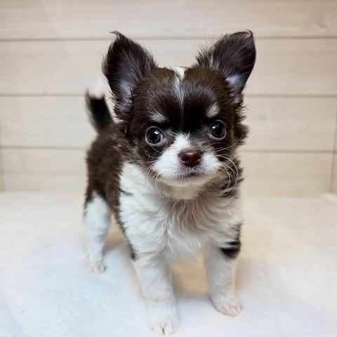 Chihuahua-Welpe zur Adoption