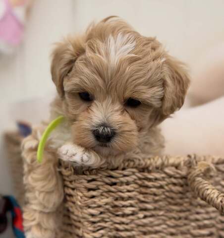 Wunderschöne Maltipoo-Welpen