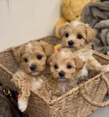 Wunderschöne Maltipoo-Welpen