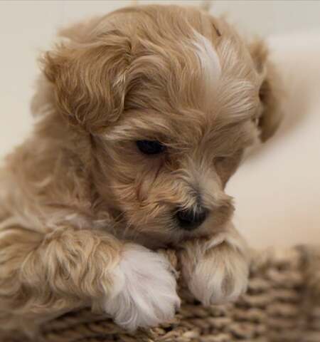 Wunderschöne Maltipoo-Welpen