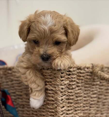 Wunderschöne Maltipoo-Welpen