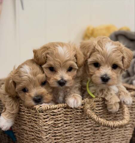 Wunderschöne Maltipoo-Welpen