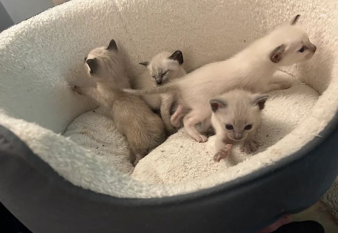 Traditionelle siamesische Kätzchen