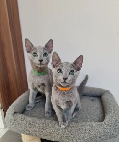 Russische blaue Kätzchen