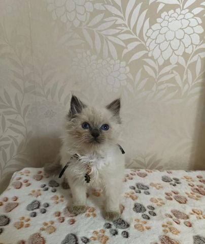 Ragdoll-Kätzchen zu verkaufen