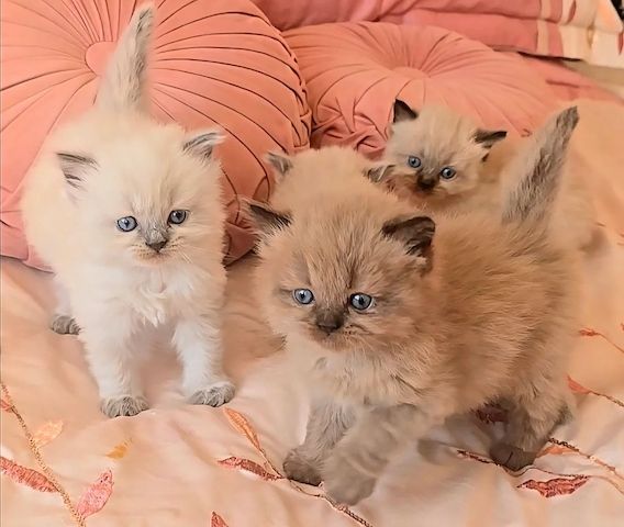 Stammbaum persischer Himalaya-Kätzchen