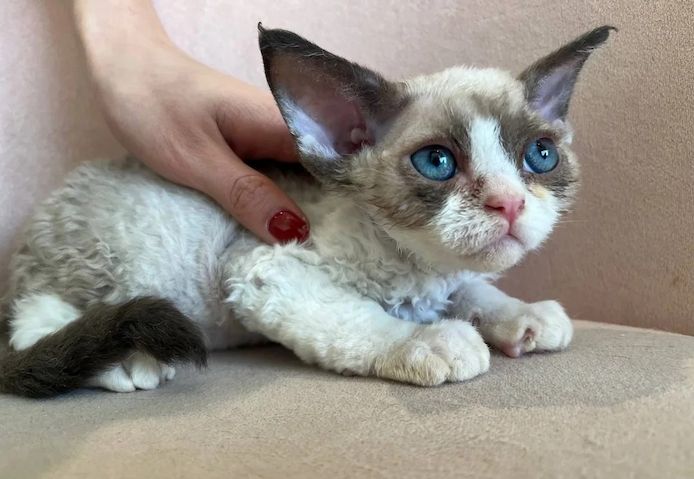 wunderschöne Devon Rex Kätzchen