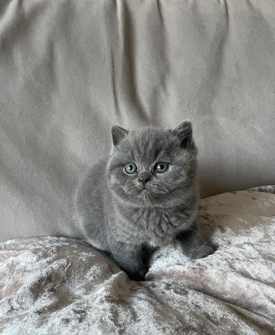 Britische blaue Kätzchen