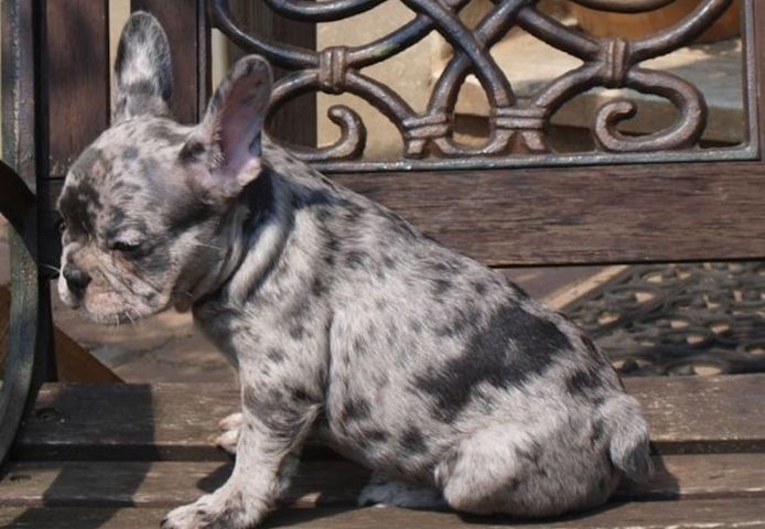 Traumhafte Superkleine Erhältlich Französisch Bulldogge mit Papiere