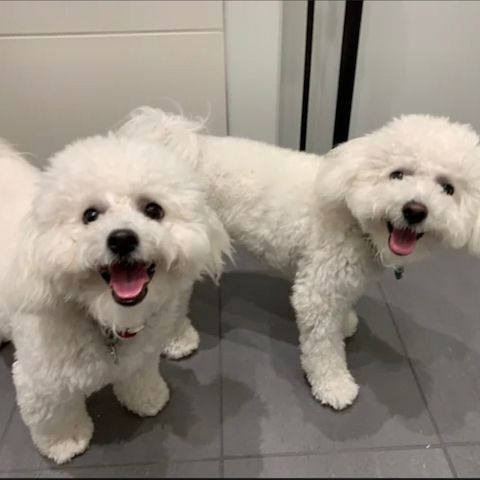 Bichon Frisé Welpen