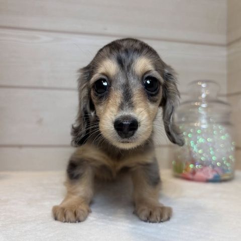 Dackelwelpe zur Adoption