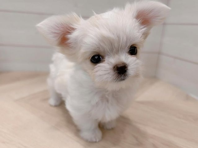 Malteserwelpe zur Adoption