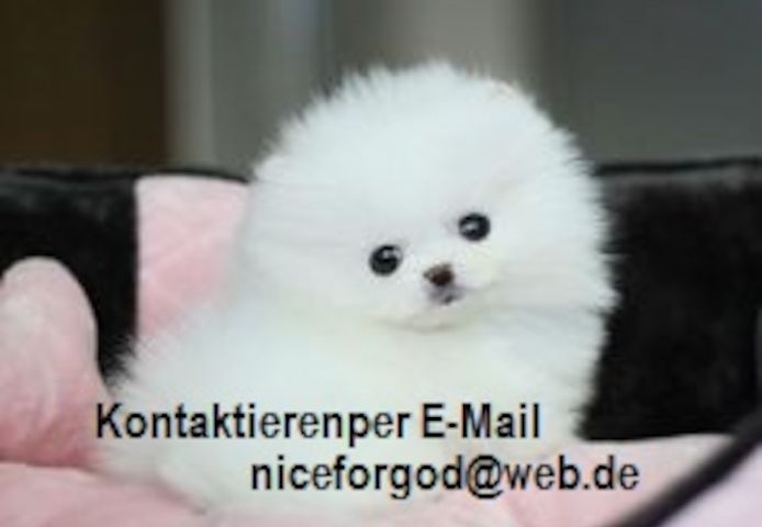 Wunderschöne Mini Pomeranian Zwergspitz Welpen