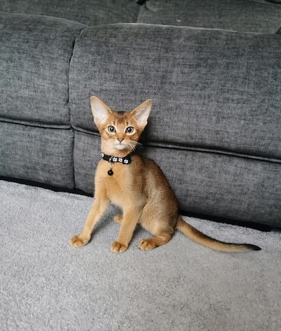 Wunderschöne Abessinierkätzchen suchen ein neues Zuhause