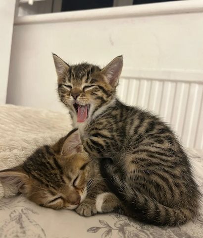 Bengalkätzchen zu verkaufen