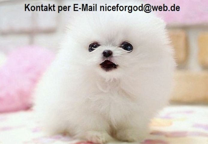 Wunderschöne Pomeranian-Welpen