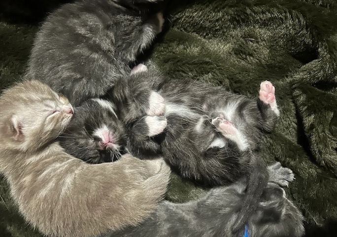 5 bezaubernde Norwegische Waldkatzen-Kätzchen