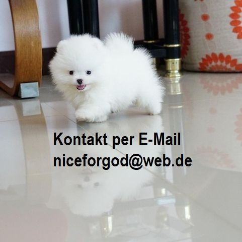 Pomeranian Zwergspitz Welpen