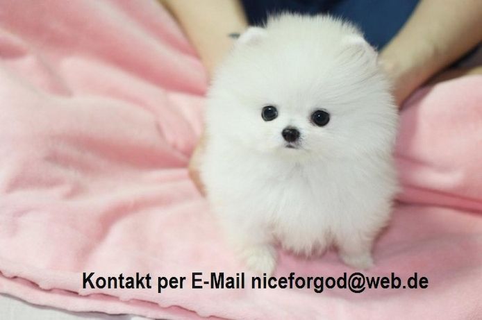 Mini Pomeranian Zwergspitz Welpen
